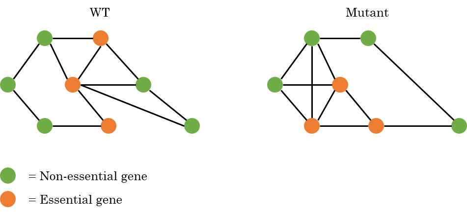 Example interaction network for a WT cell and a mutant with essential and non-essential genes.