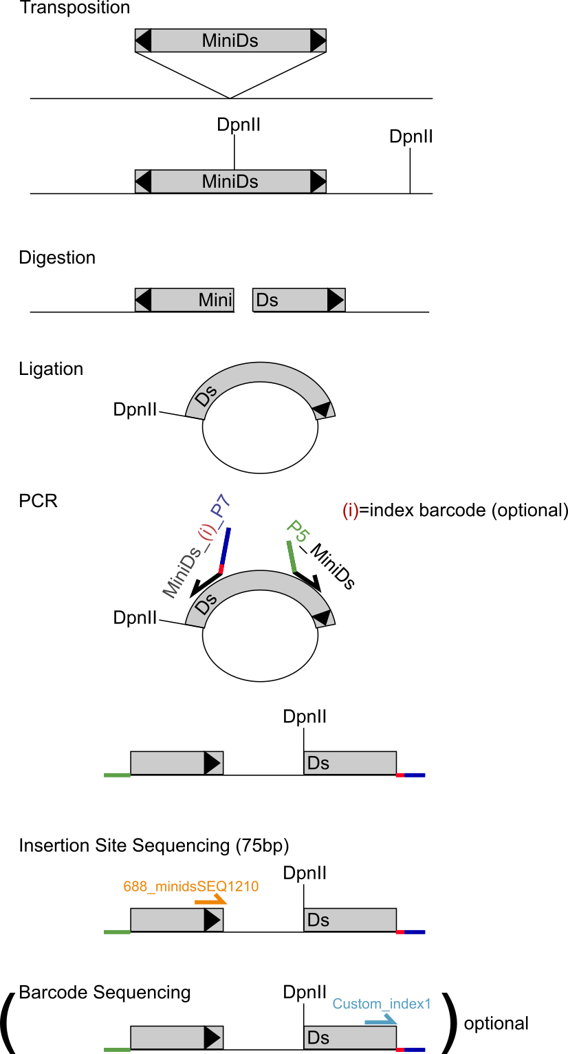 Schematic overview of transposon insertion experiments.